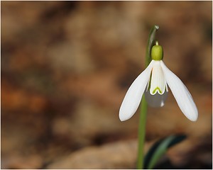 Image showing Snowdrop