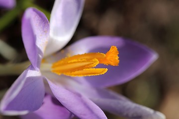 Image showing Crocus