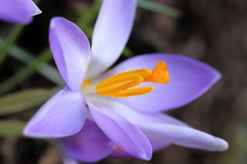 Image showing Crocus