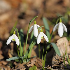 Image showing Snowdrops