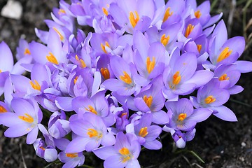 Image showing Crocus