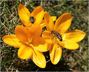 Image showing Crocus and bee.