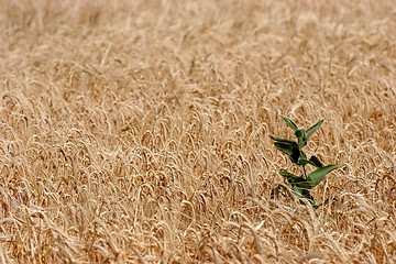 Image showing farmer's fiend