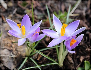 Image showing Crocus