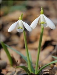 Image showing Snowdrops