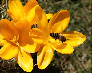 Image showing Crocus and bee.