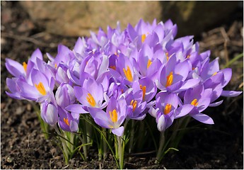 Image showing Crocus.