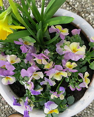 Image showing Pansies in pot