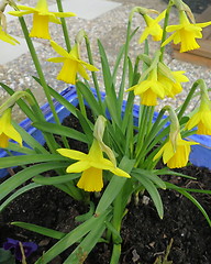 Image showing Daffodils