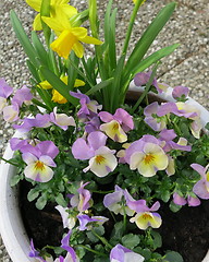 Image showing Pansies and Daffodils