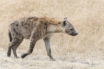 Image showing Adult spotted hyena 