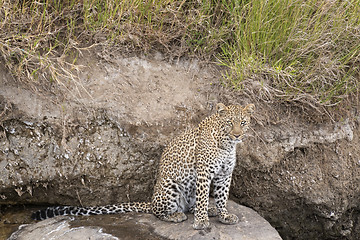 Image showing Leopard