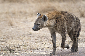 Image showing female hyena walking along farm road