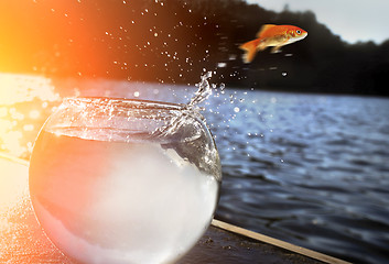 Image showing goldfish jumping out of the water