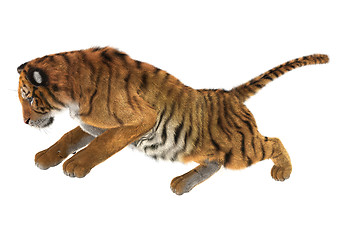 Image showing Tiger