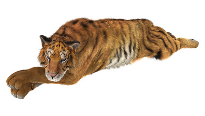 Image showing Tiger