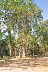 Image showing Angkor Archaeological Park