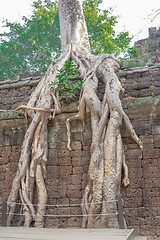 Image showing Angkor Archaeological Park