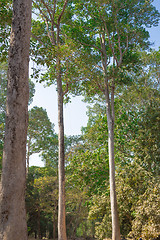 Image showing Angkor Archaeological Park