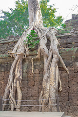 Image showing Angkor Archaeological Park