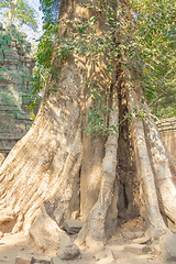 Image showing Angkor Archaeological Park