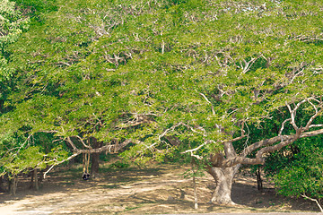 Image showing Angkor Archaeological Park