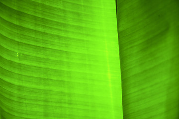 Image showing  thailand  light  abstract leaf and  green  black   kho samui ba