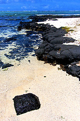 Image showing the zanzibar beach  seaweed in     sand isle   sky and rock