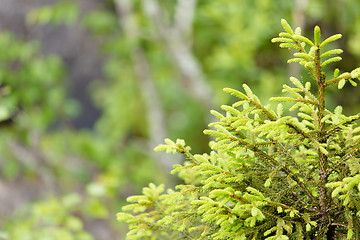 Image showing young spruce in the forest