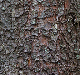 Image showing Trunk of a pine close up. The texture of bark