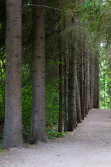 Image showing Among the trees in the park footpath