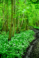 Image showing original green forest with wild garlic in spring in Estonia, Europe 