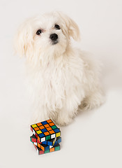 Image showing Maltese puppy,