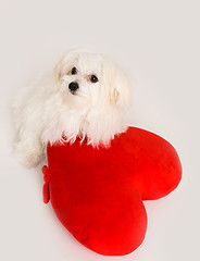 Image showing Bichon puppy dog in studio 