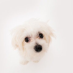 Image showing Maltese puppy