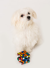 Image showing Maltese puppy,