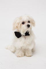 Image showing White Maltese dog 