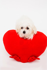 Image showing Bichon puppy dog in studio 