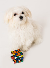 Image showing Maltese puppy,