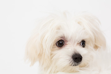 Image showing Maltese puppy