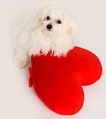 Image showing Bichon puppy dog in studio 