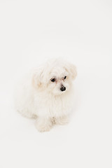 Image showing Maltese puppy