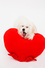 Image showing Bichon puppy dog in studio 