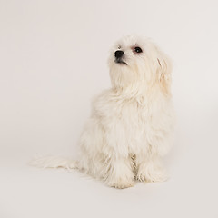 Image showing Maltese puppy