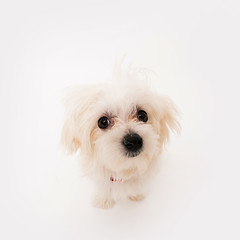 Image showing Maltese puppy