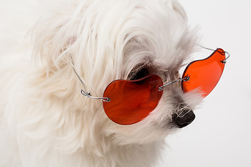 Image showing Maltese puppy