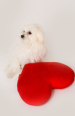 Image showing Bichon puppy dog in studio 