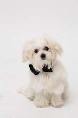 Image showing White Maltese dog 