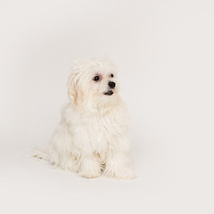 Image showing Maltese puppy