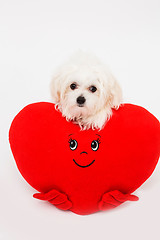 Image showing Bichon puppy dog in studio 